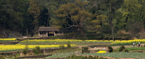 Chinese Oil Seed Farming