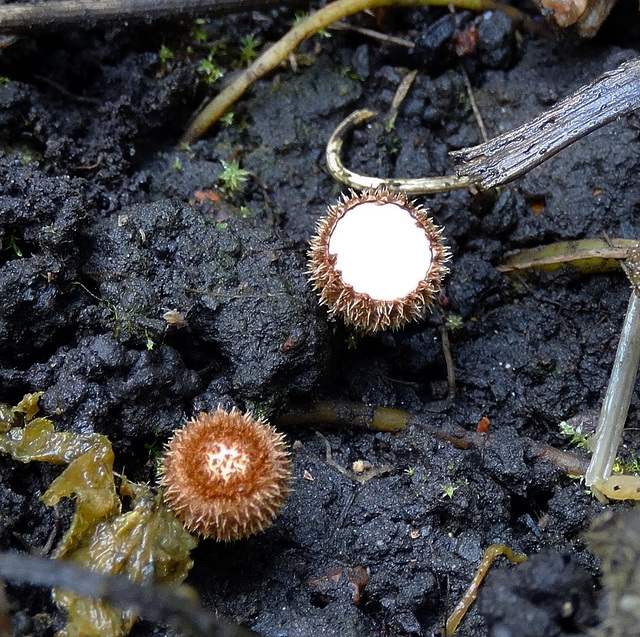 Early develpoment of Birds Nest Fungus