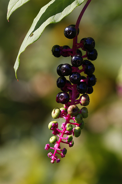 Pokeweed