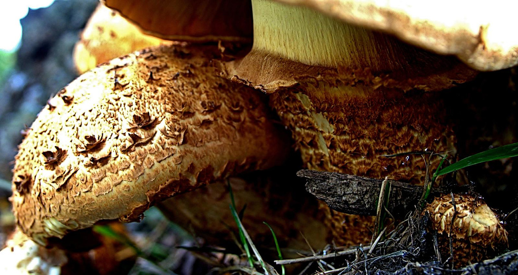 A Touch Of Fungal Texture! 6