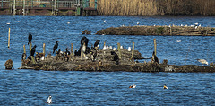 20190223 4464CPw [D~MS] Kormoran, Brandgans, Möwe, Rieselfelder Münster