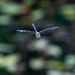 Migrant hawker in flight