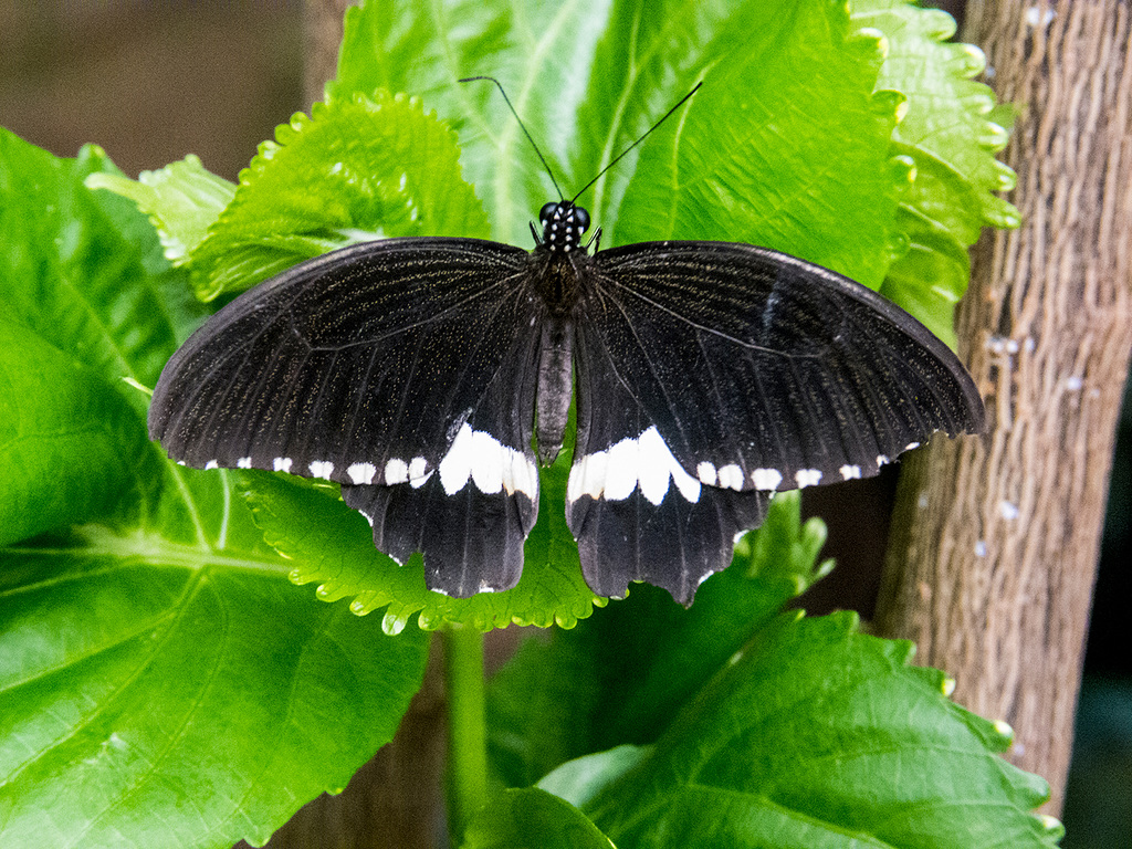 Indian leaf butterfly