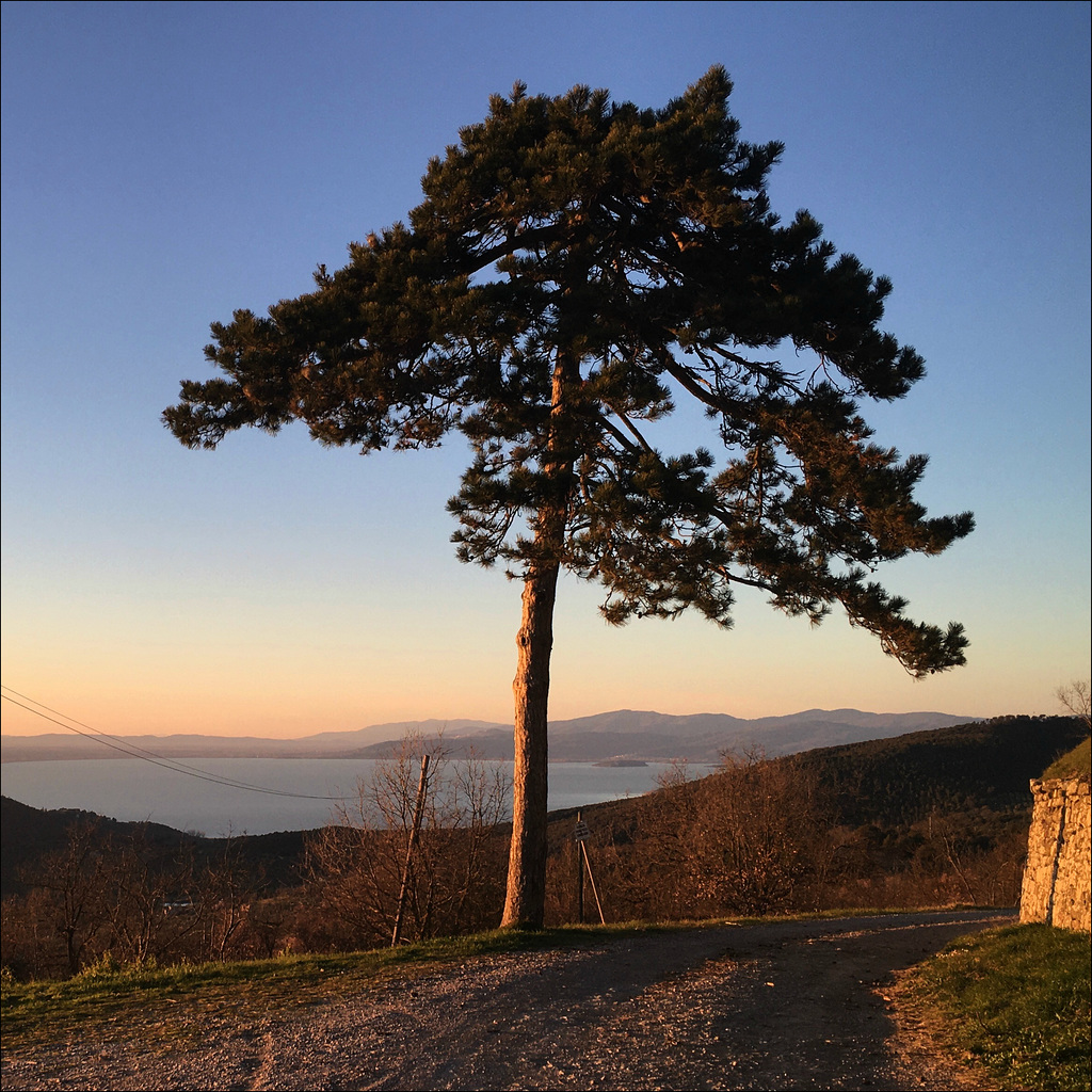 Lone tree.