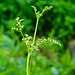 20230531 0454CPw [D~LIP]  Kleines Mädesüß (Filipendula vulgaris), UWZ, Bad Salzuflen