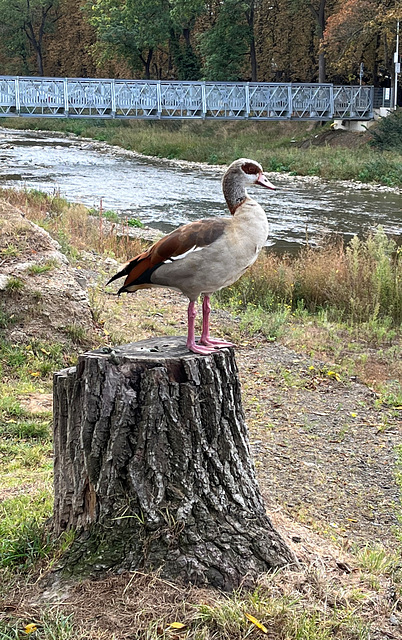 Nilgans