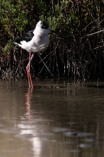 parc ornithologique de Pont de Gau en Camargue - France