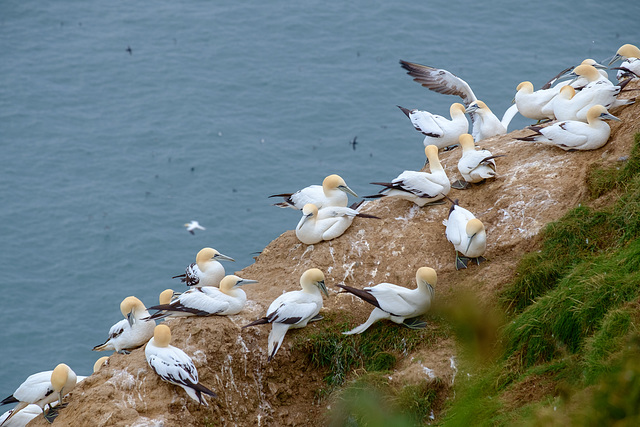 Gannets younger ones