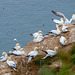 Gannets younger ones