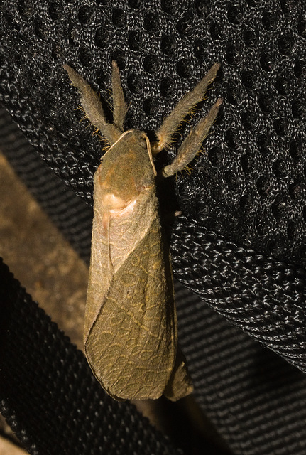 IMG 2297 Moth-1