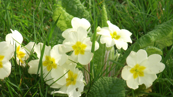 The pale creamy yellow of the primroses nodding in the sun