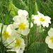 The pale creamy yellow of the primroses nodding in the sun
