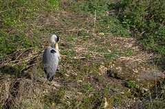 Héron cendré aux Buttes Chaumont