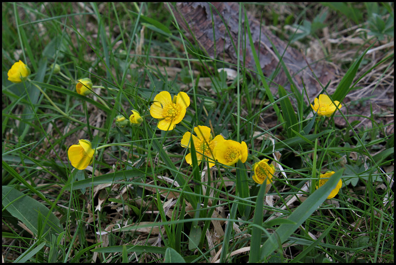 Ranunculuq auricomus (3)