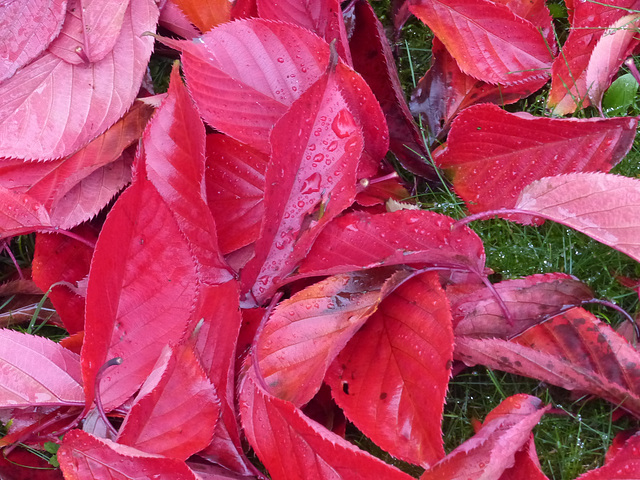 Fall in a Lee Garden (9) - 4 November 2015