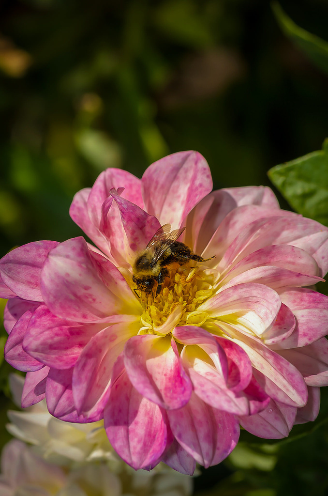 Busy Bee