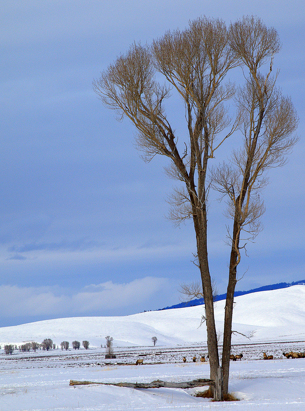 Lone Tree