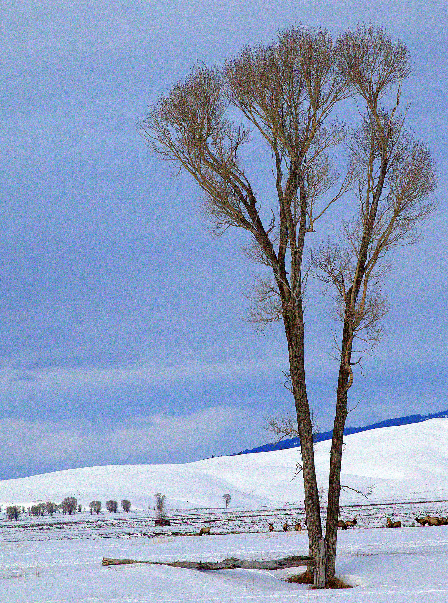 Lone Tree