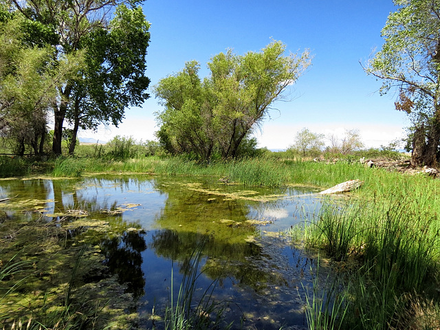 The Frog Pond