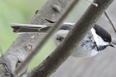 Black-capped Chickadee