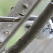 Black-capped Chickadee