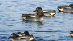 20190223 4465CPw [D~MS] Krickente, Rieselfelder Münster