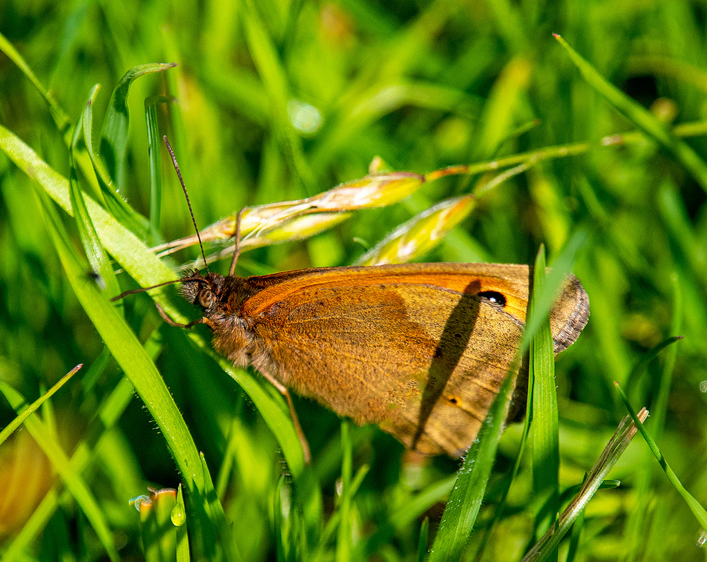 Meadow brown butterfly