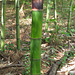 Phyllostachys bambusoides Madake