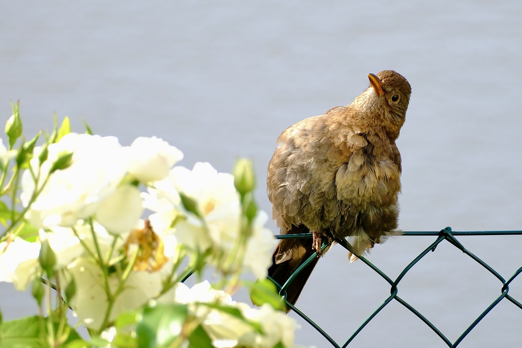 Amsel