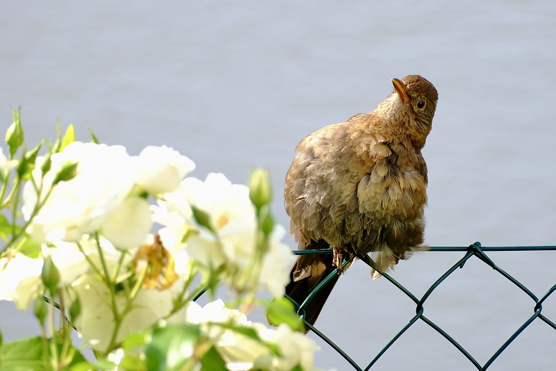 Amsel
