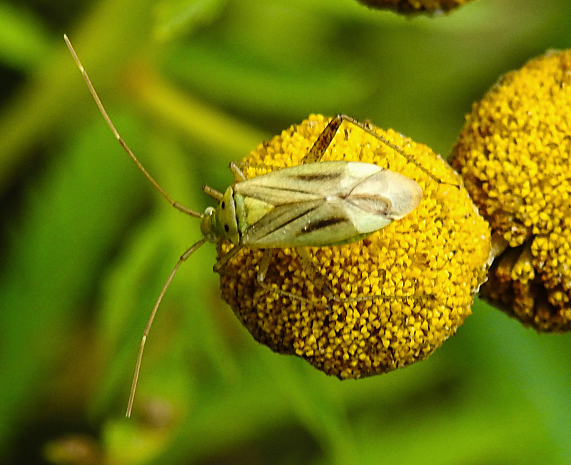 20220908 1689CPw [D~LIP] Rainfarn (Tanacetum vulgare), Vierpunktige Zierwanze (Adelphocoris quadripunctatus), UWZ, Bad Salzuflen