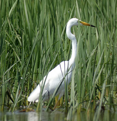 Great Egret