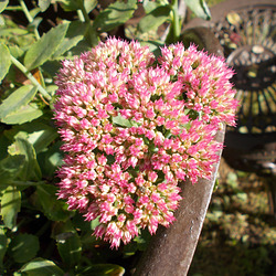 gdn[ip] close-up {3 of 3}