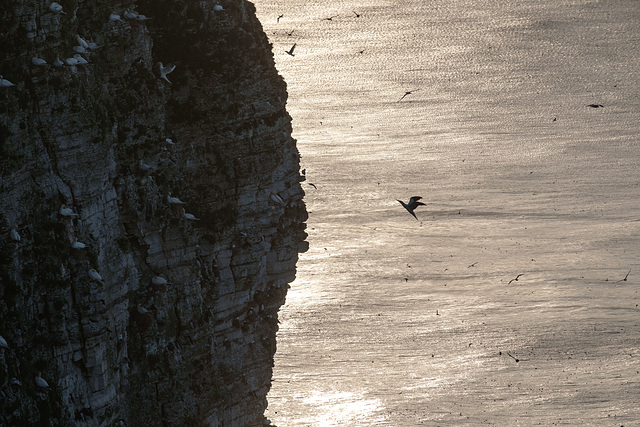 late evening at Bempton Cliffs