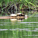 Painted turtles on a log