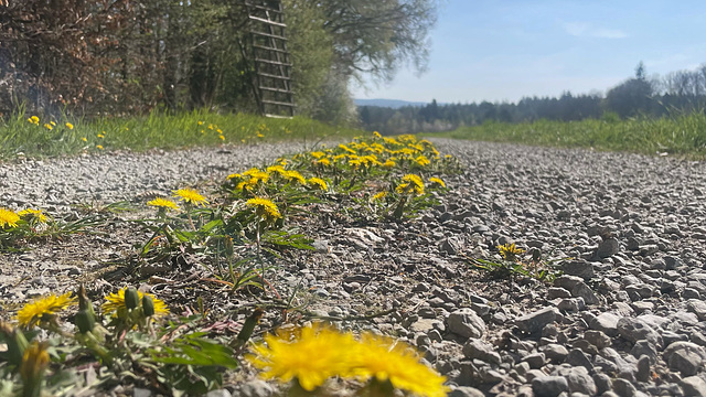The Yellow Flowers