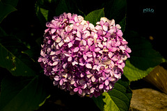 Naturaleza, flora + (2 notas) Naturaleza, flora + (2 notas)