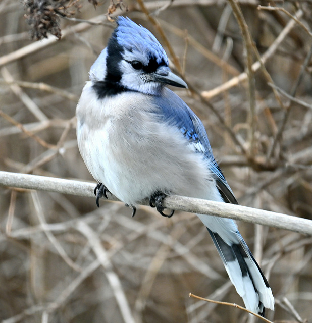 Blue Jay_DSC 9496(1)