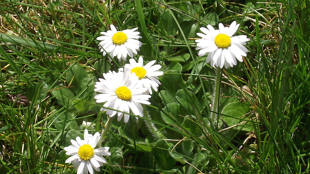 Daisies have started to grow in the lawn