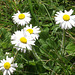 Daisies have started to grow in the lawn
