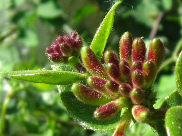 Honeysuckle