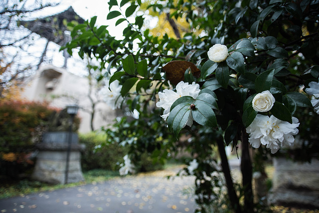 Camellia in the rain