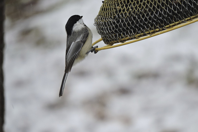 Black-capped Chickadee