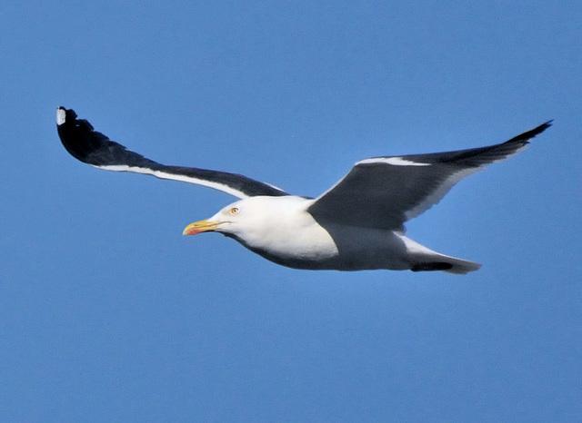 Seagull in flight.