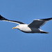 Seagull in flight.