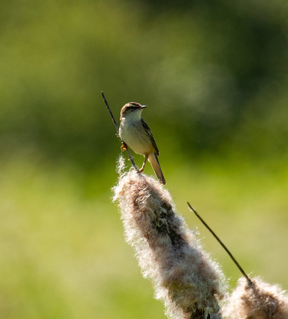 Sedge warbler