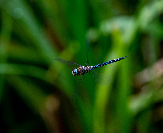 Migrant hawker in flight