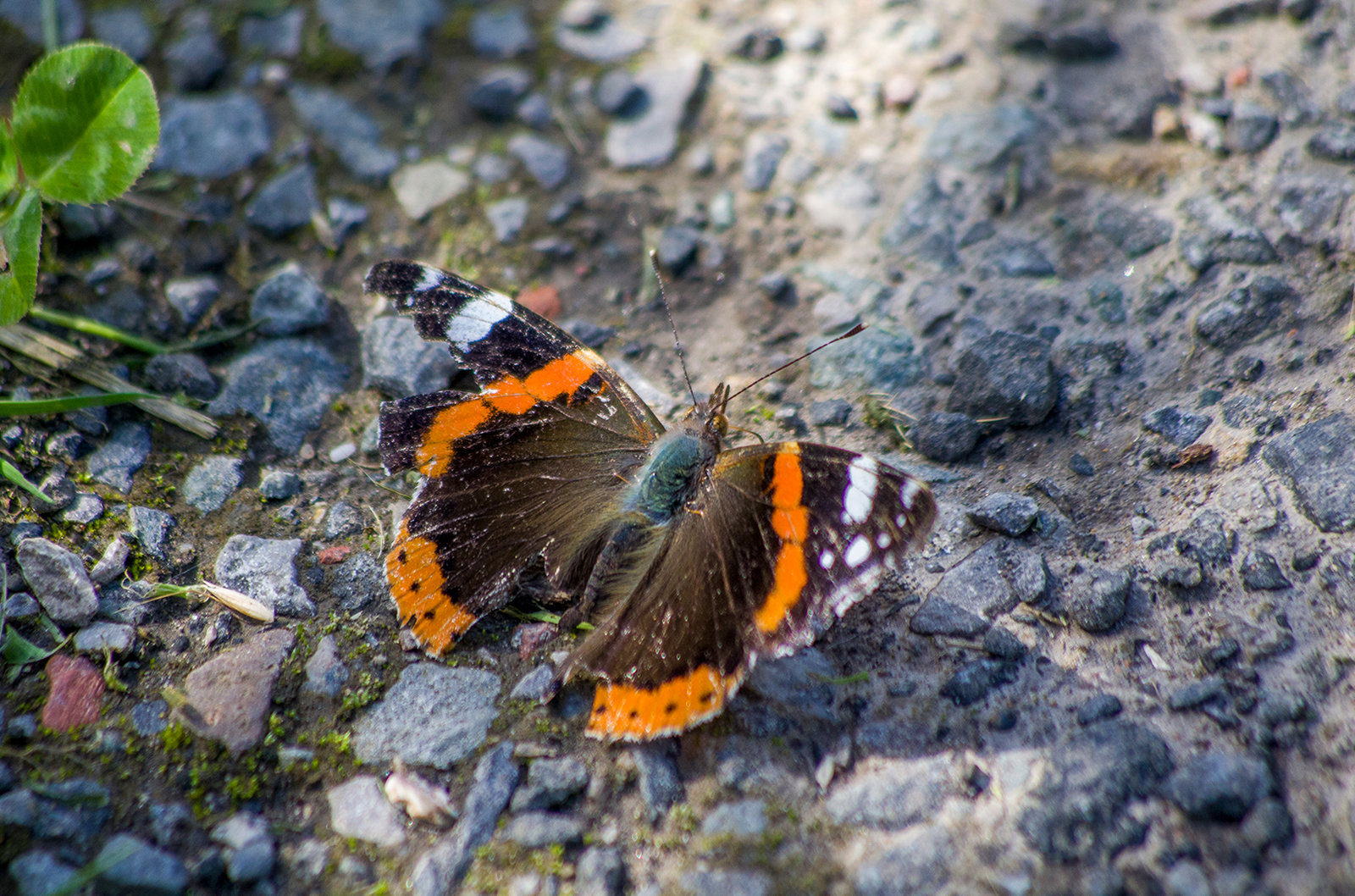 Red admiral