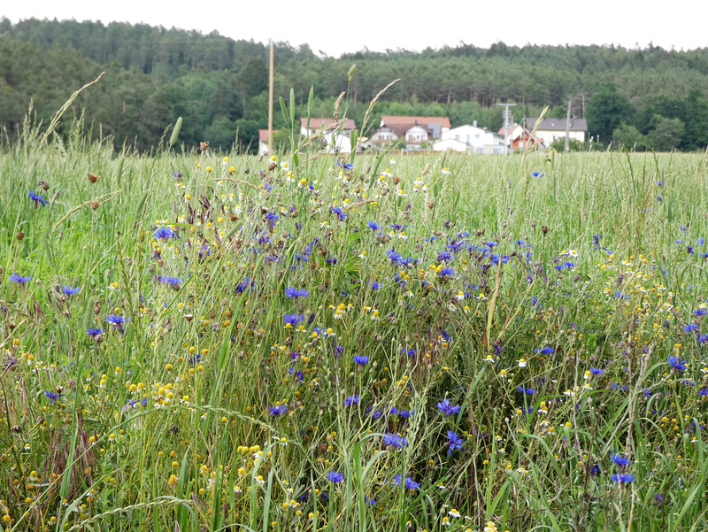 Blick nach Neukappl