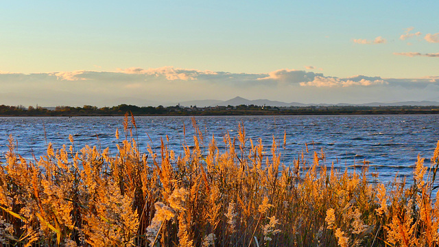 P1400676- Herbes en or - Etang de Canet et St Nazaire. 05 novembre 2021